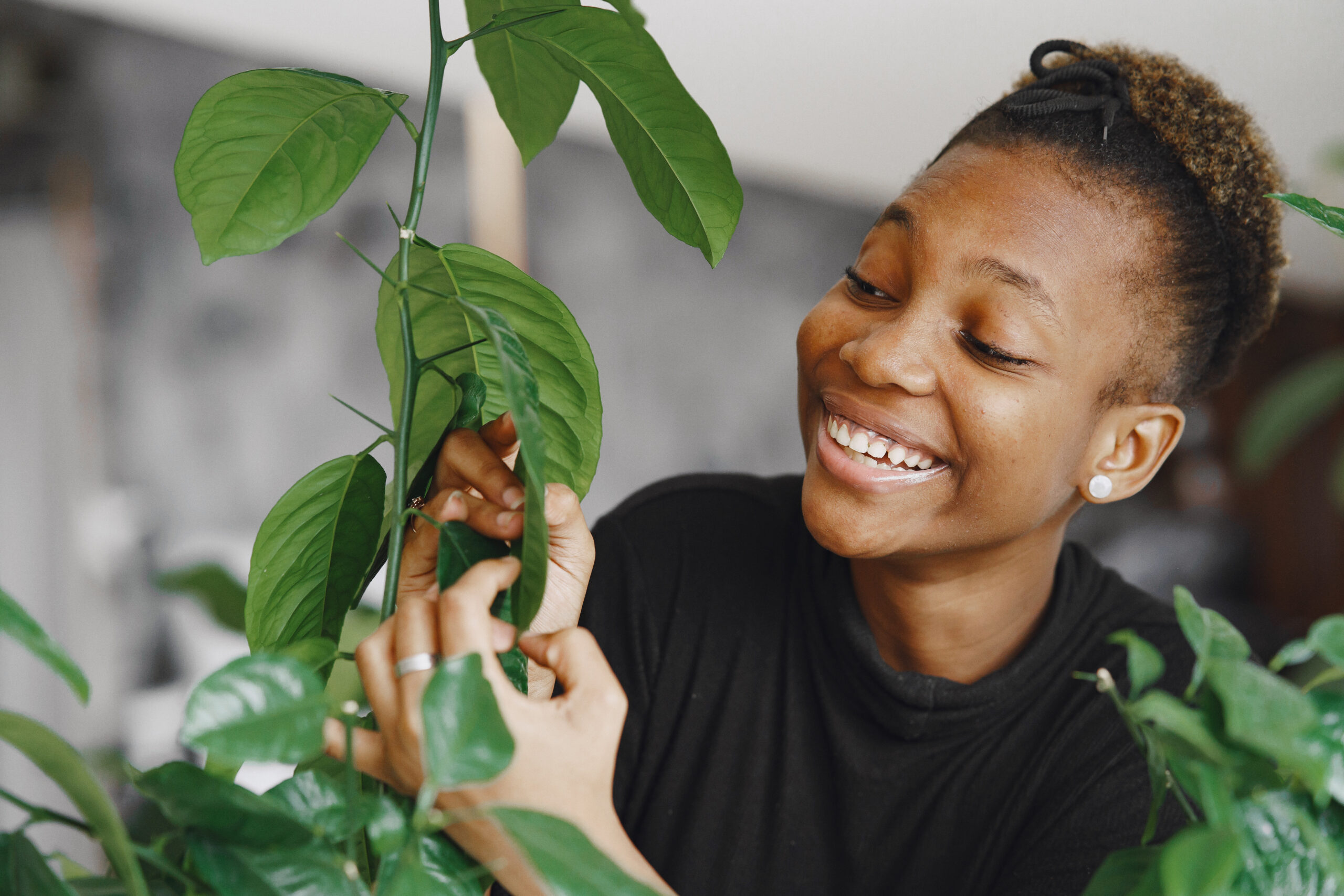 african woman take care about big plant